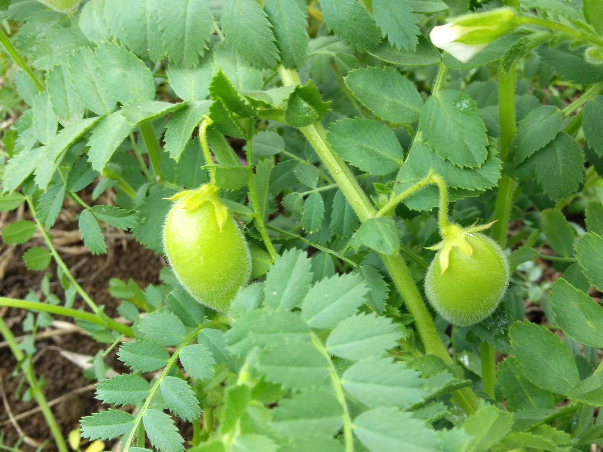 Tips for growing&nbsp;chickpeas