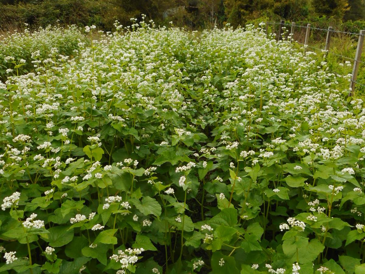 Cover crops to build&nbsp;fertility