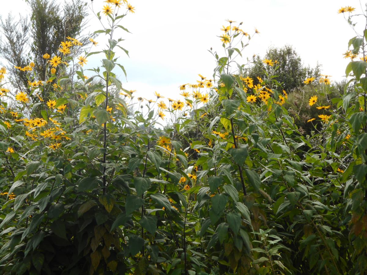 Perennial vegetables