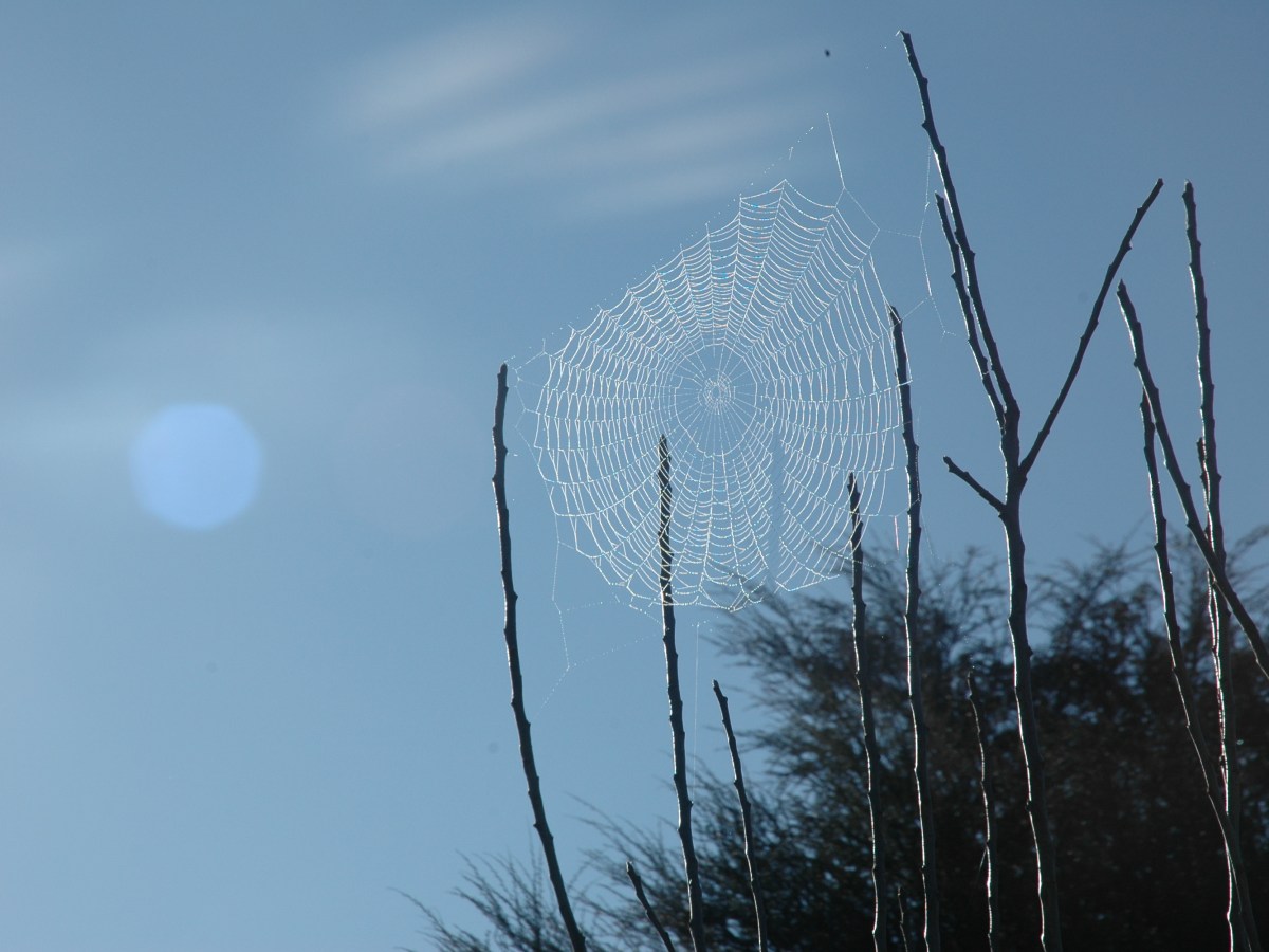 Creating a Balanced Ecosystem in Your&nbsp;Garden