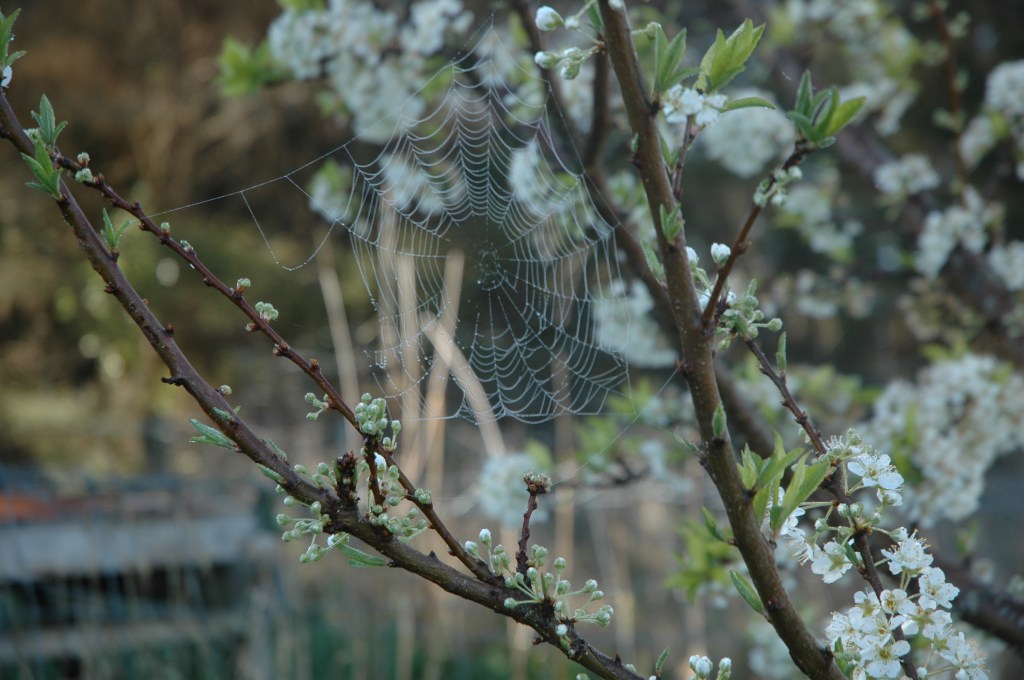 A close-up view of a spider web glistening in the sunlight, suspended between branches of a flowering tree.