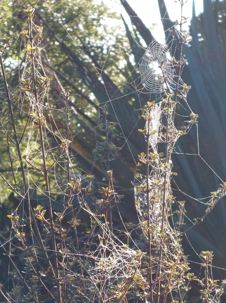 A close-up of a spider web intricate and glistening in the sunlight, draped between small plants with budding leaves. The background features blurred greenery.