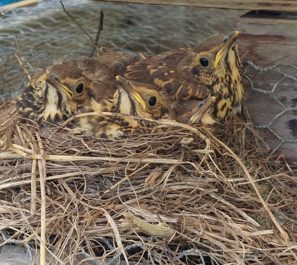 A close-up of four baby thrush birds with brown and yellow feathers, sitting together in a nest made of twigs and dry grass.