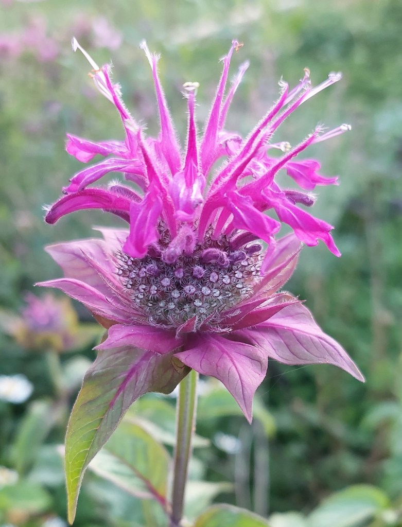 Close-up of a vibrant pink flower with elongated petals and green leaves, set against a blurred background of greenery.