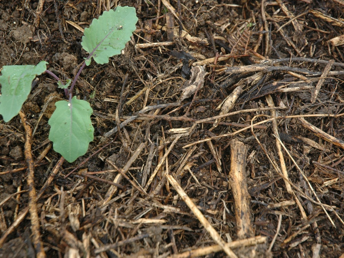Mulching for soil&nbsp;health