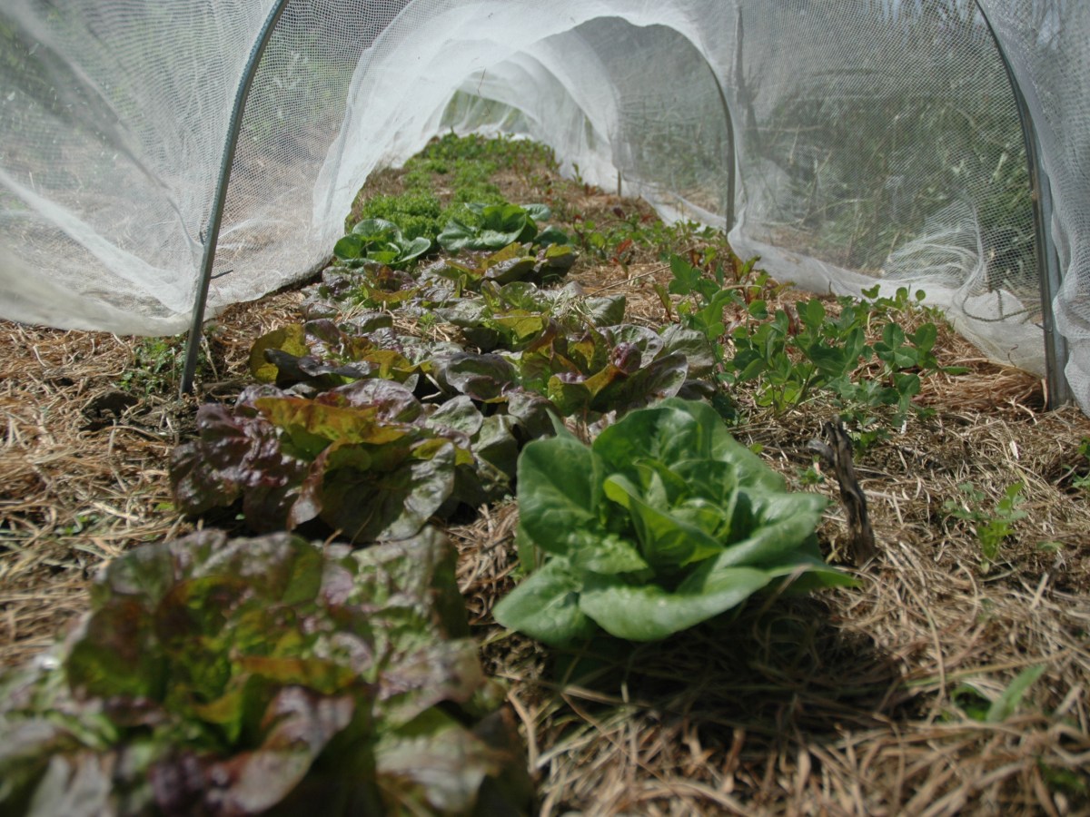 Benefits of Crop Rotation: A Sustainable Gardening&nbsp;Practice