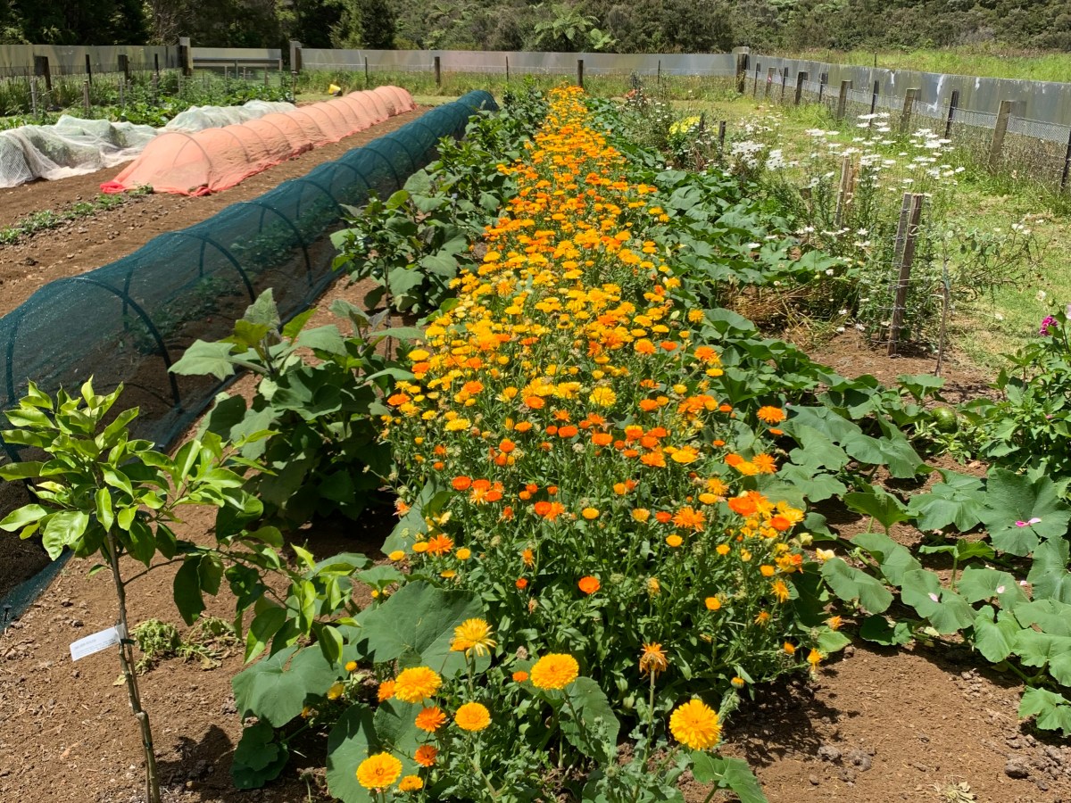 Veganic Growing at&nbsp;Shangri-la