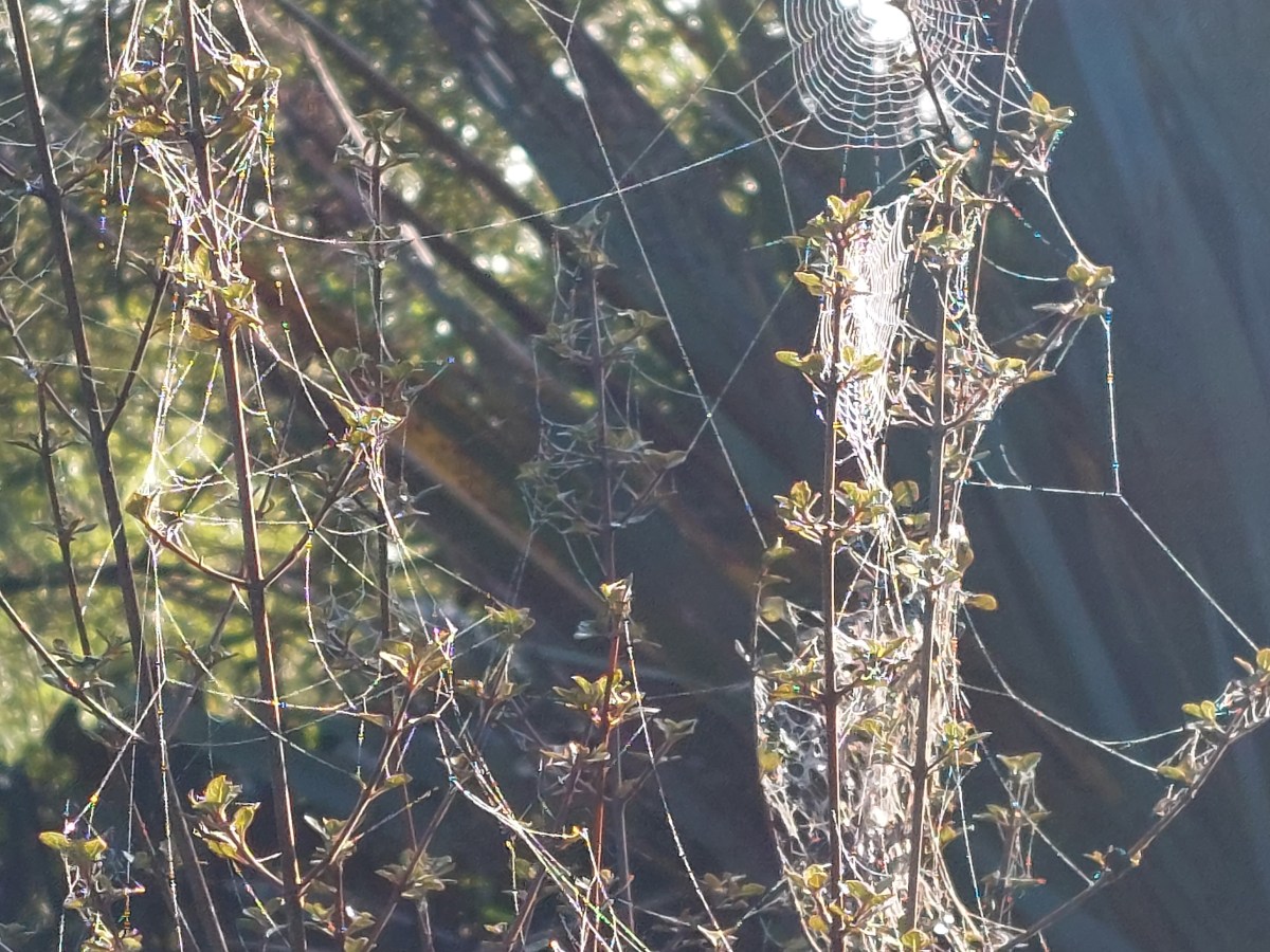 Pūngāwerewere: Lending a Hand (or eight) in the&nbsp;Garden